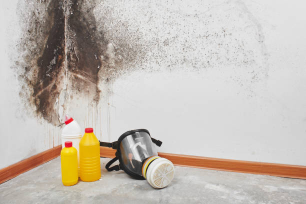 Best Attic Mold Remediation in New Waverly, TX