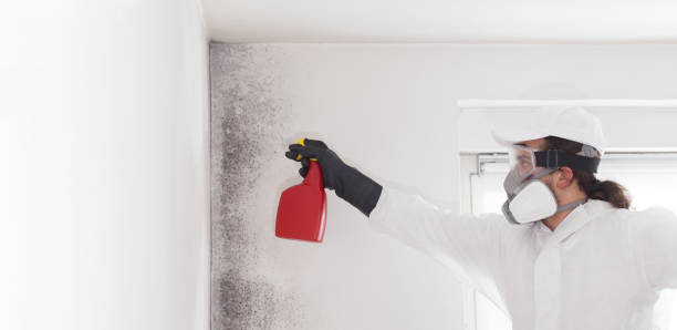 Best HVAC Mold Remediation in New Waverly, TX