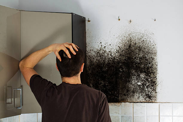 Best Black Mold Remediation in New Waverly, TX