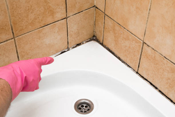 Best Industrial Mold Remediation in New Waverly, TX